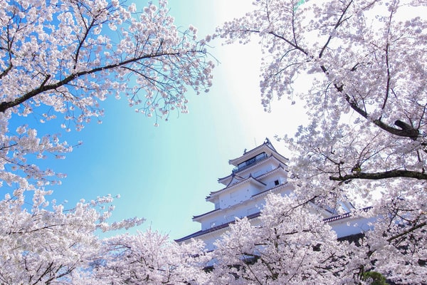 福島 鶴ヶ城の桜